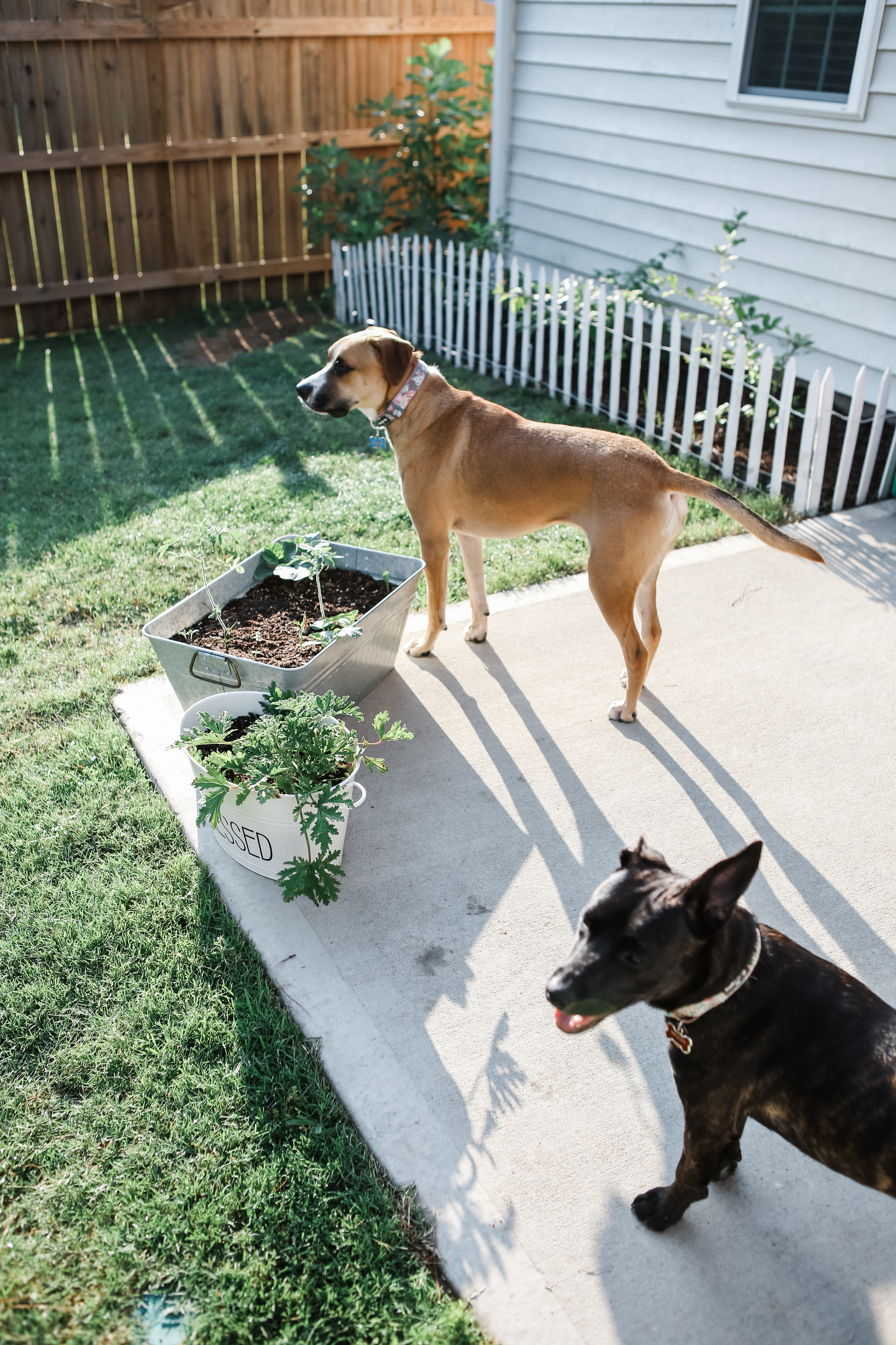 Garden Dogs